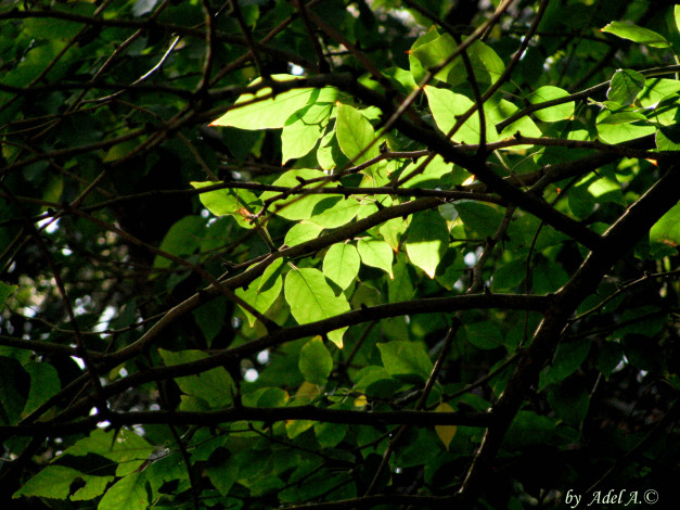 Обои картинки фото природа, листья