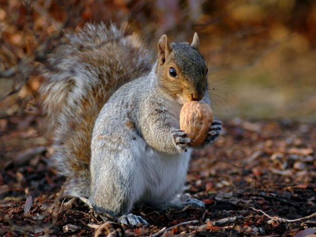 Обои картинки фото животные, белки