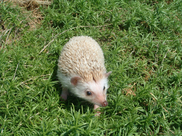 Обои картинки фото животные, ежи