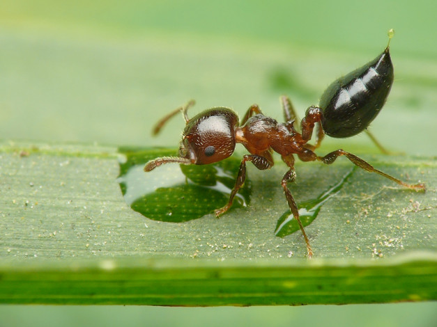 Обои картинки фото животные, насекомые