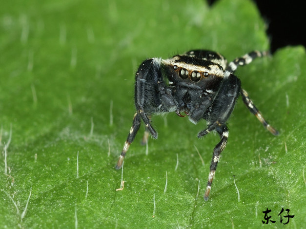 Обои картинки фото животные, пауки