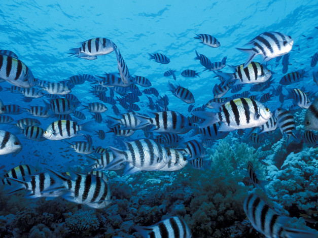 Обои картинки фото животные, рыбы