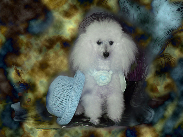 Обои картинки фото животные, собаки