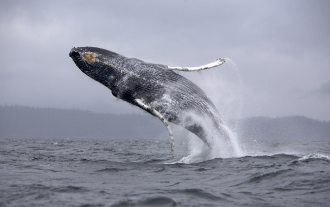 Обои картинки фото животные, киты, кашалоты