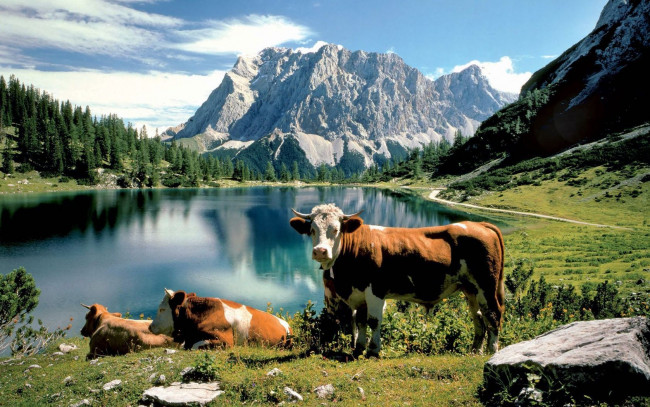 Обои картинки фото животные, коровы, буйволы