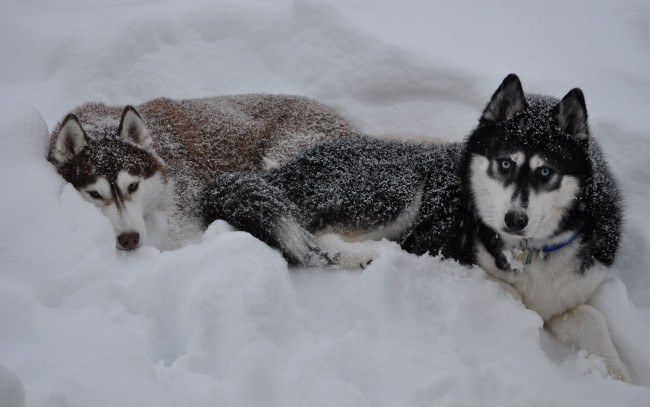 Обои картинки фото животные, собаки