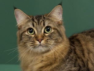 Картинка животные коты american bobtail