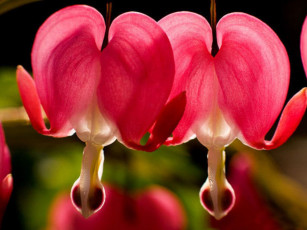 Картинка цветы дицентра разбитое сердце макро