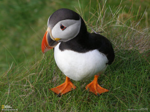 Картинка животные тупики птица тупик