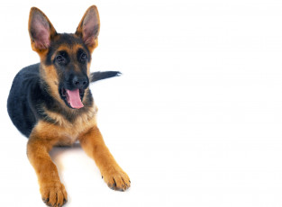 Картинка животные собаки собака щенок овчарка