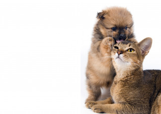 обоя животные, разные, вместе, кот, щенок, собака, кошка, дружба