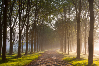 Картинка природа дороги утро осень