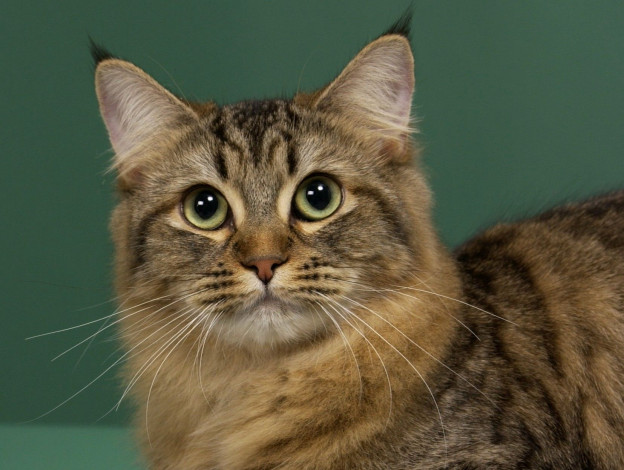 Обои картинки фото животные, коты, american, bobtail