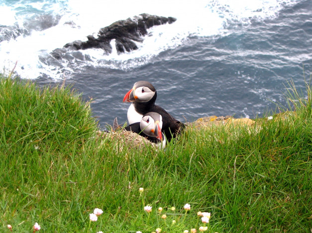 Обои картинки фото животные, тупики, трава, птица, тупик, вода