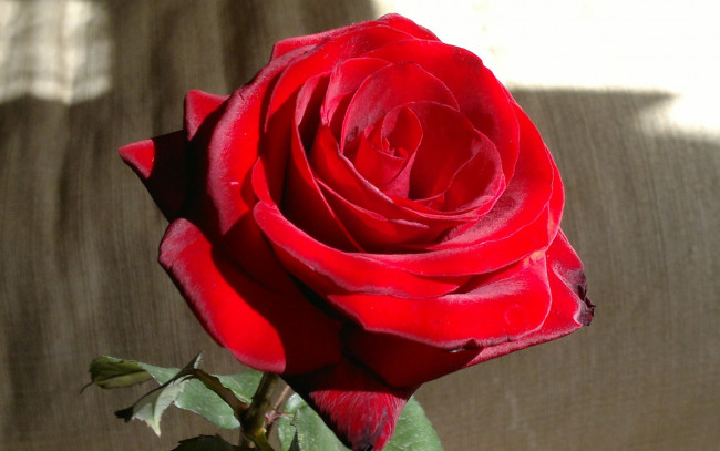 Обои картинки фото цветы, розы, бутон