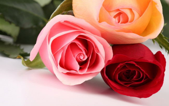 Обои картинки фото цветы, розы, бутоны