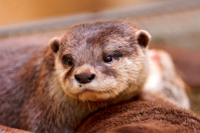 Обои картинки фото животные, выдры, каланы, ондатры, взгляд, мордочка