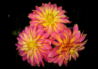 Картинка цветы георгины розовые