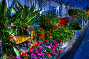 Картинка цветы агератум деревья растения оранжерея