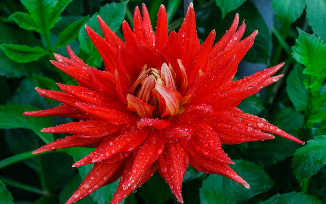 Обои картинки фото цветы, георгины, георгин