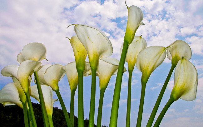 Обои картинки фото цветы, каллы, лепестки, белые