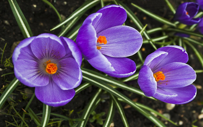 Обои картинки фото цветы, крокусы