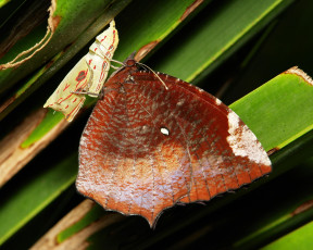 Картинка животные бабочки +мотыльки +моли itchydogimages макро бабочка крылья усики узор