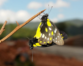 Картинка животные бабочки +мотыльки +моли небо веточка макро itchydogimages