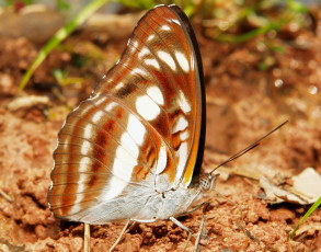 Картинка животные бабочки +мотыльки +моли усики itchydogimages бабочка макро крылья узор