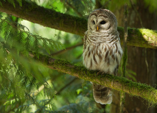 Картинка животные совы сова