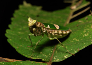 Картинка животные богомолы насекомое богомол макро itchydogimages