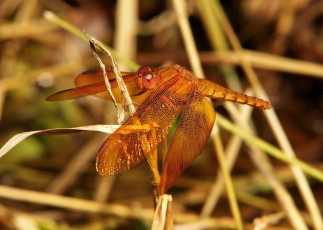 Картинка животные стрекозы itchydogimages макро стрекоза травинка