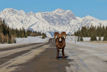 Картинка животные овцы +бараны дорога баран