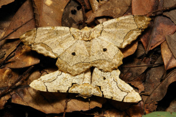 Картинка животные бабочки +мотыльки +моли itchydogimages макро моль мотылёк пара