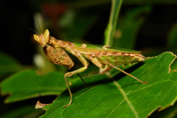 Картинка животные богомолы itchydogimages макро богомол лист