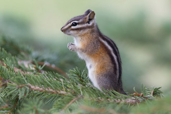 Картинка животные бурундуки бурундучок