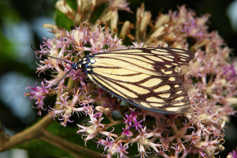 Картинка животные бабочки +мотыльки +моли цветы бабочка моль макро itchydogimages