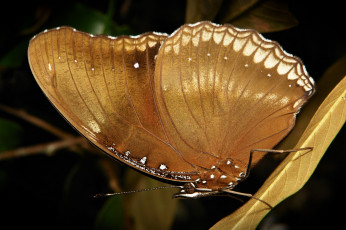 Картинка животные бабочки +мотыльки +моли itchydogimages макро бабочка крылья усики узор