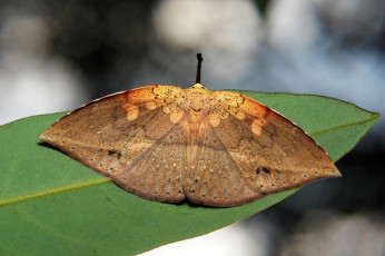 Картинка животные бабочки +мотыльки +моли макро крылья itchydogimages мотылёк