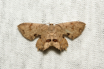 Картинка животные бабочки +мотыльки +моли моль бабочка макро itchydogimages