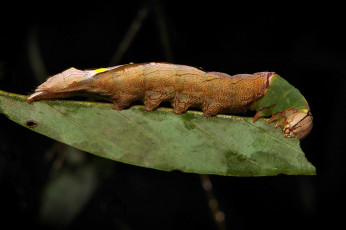 Картинка животные гусеницы itchydogimages макро гусеница лист