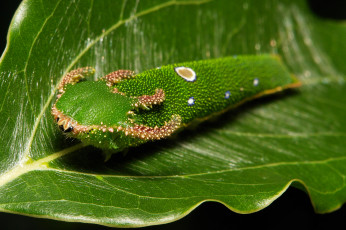 Картинка животные гусеницы itchydogimages макро лист гусеница