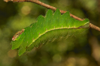 Картинка животные гусеницы веточка макро гусеница itchydogimages