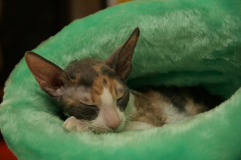 Картинка животные коты кошка мордочка