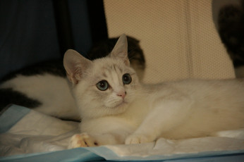 Картинка животные коты кошка мордочка