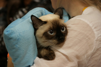 Картинка животные коты кошка мордочка