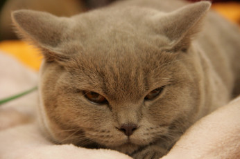 Картинка животные коты мордочка кошка