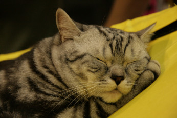 Картинка животные коты мордочка кошка