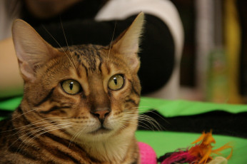 Картинка животные коты мордочка кошка