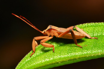 Картинка животные насекомые макро травинка жук насекомое фон